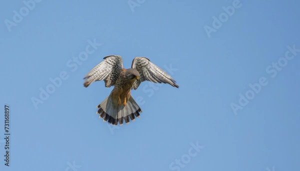 Obraz Kestrel Hovering