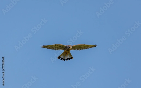 Obraz Kestrel Hovering