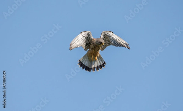 Obraz Kestrel Hovering