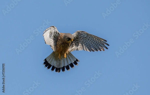 Obraz Kestrel Hovering