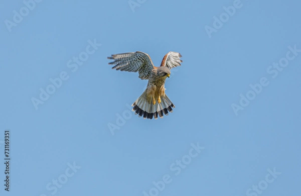 Obraz Kestrel Hovering
