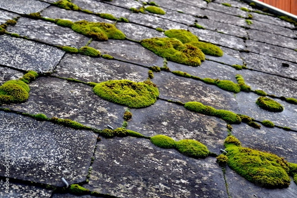 Fototapeta mousse naturel