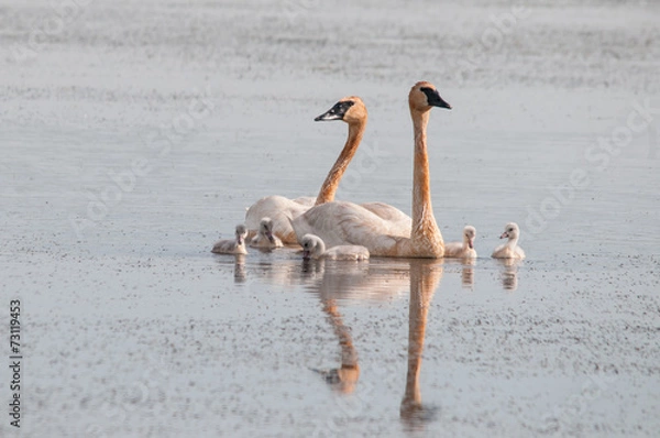Obraz Trumpeter Swan
