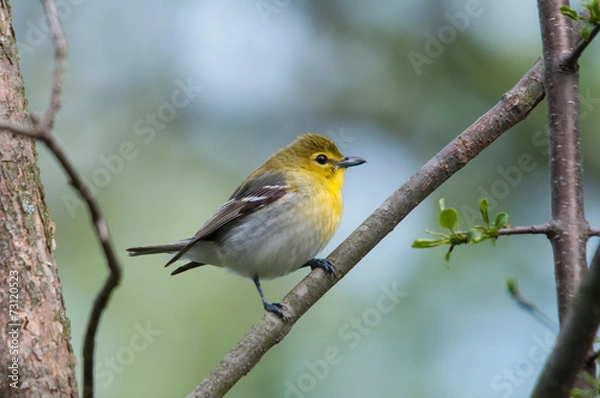 Obraz Yellow-throated Vireo