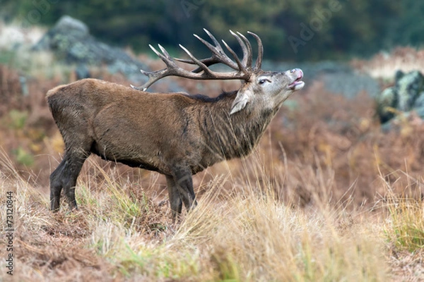 Obraz Red Deer Stag Bellowing