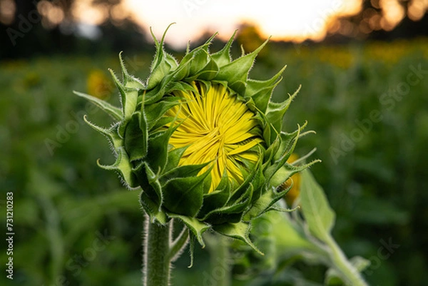 Fototapeta sunflower 