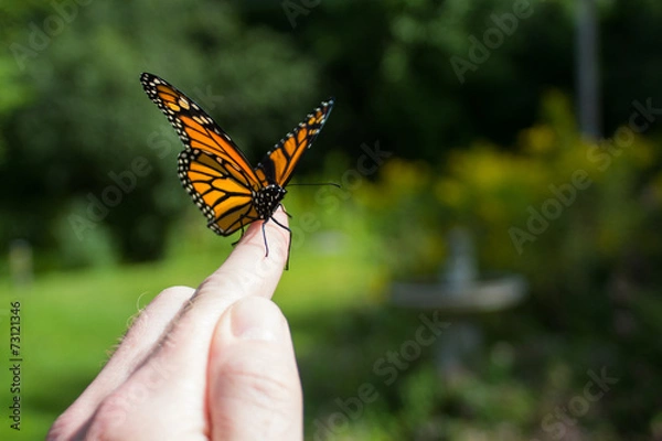 Obraz Monarch Butterfly Release