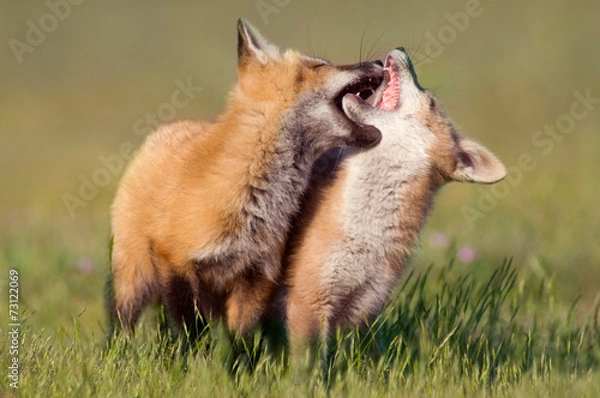 Fototapeta Fox Kits at Play