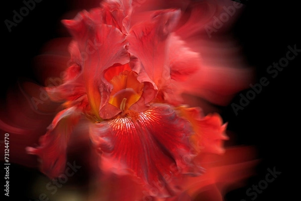 Obraz - red iris - a beautiful garden flower in summer time
