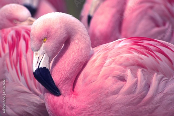 Fototapeta Chilijski Pink Flamingo