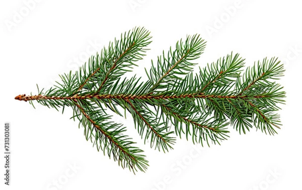 Fototapeta a green pine tree branch
