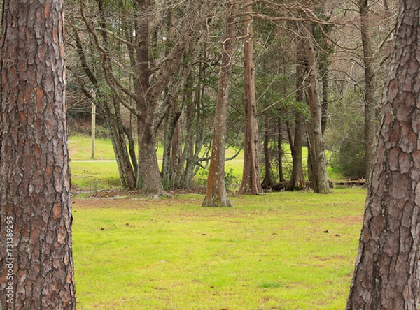 Obraz Trees Framed by Trees