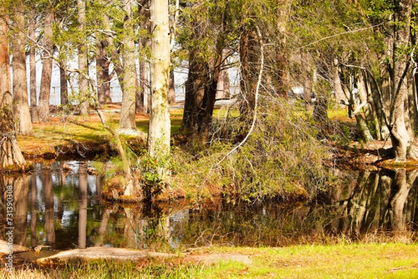 Obraz Let's Branch Out