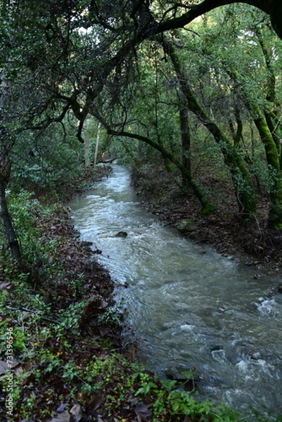 Obraz stream in the woods