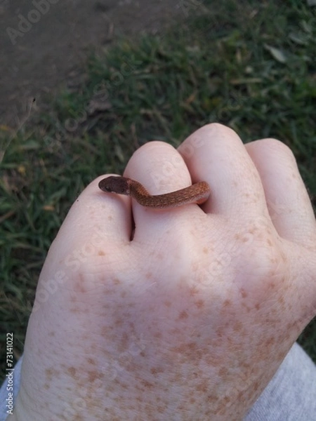 Fototapeta Red Bellied Snake