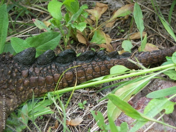 Fototapeta Snapping Turtle Tail