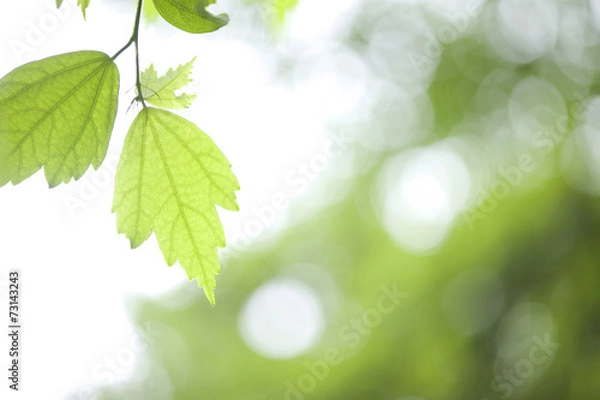 Fototapeta ムクゲの葉