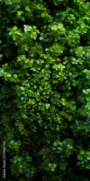 Fototapeta A top view of a beautiful macro closeup image of green wall with natural small plant leaves in vertical garden bush