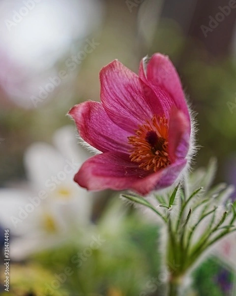 Obraz 素敵な春の花オキナグサ