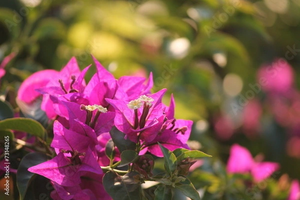 Obraz Drillingsblume auf Mallorca