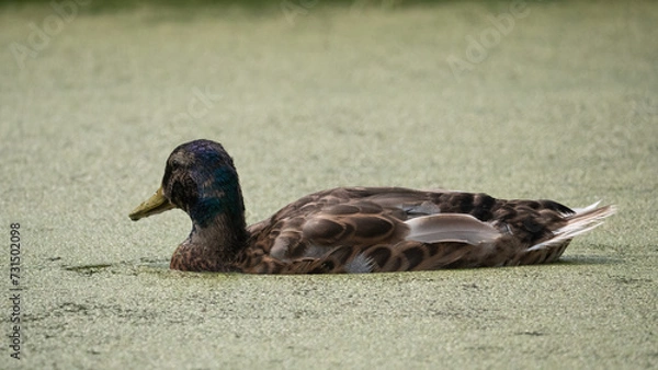 Obraz duck on the grass