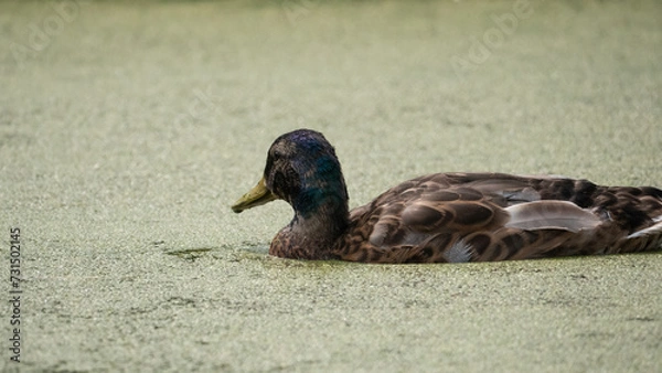 Obraz duck on the ground