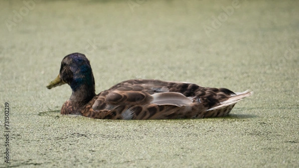 Obraz duck on a rock