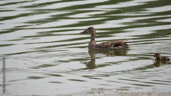 Obraz duck on the water