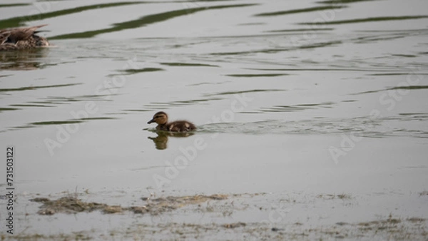 Obraz ducks on the beach