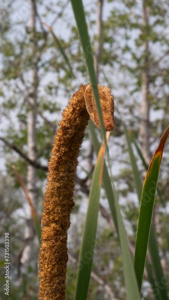 Obraz flower in the wind