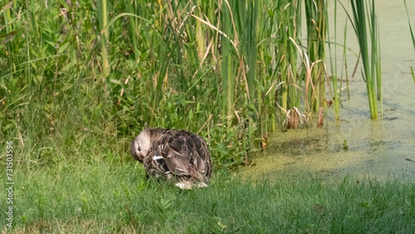 Obraz duck on the grass