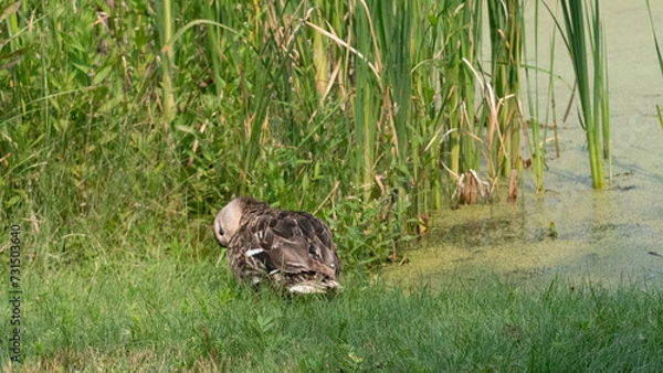 Obraz duck on the grass
