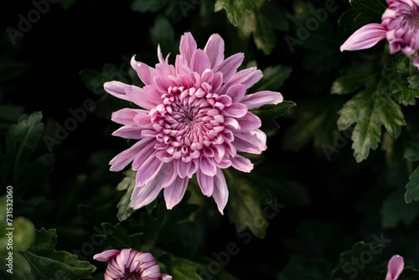 Obraz Beautiful pink chrysanthemum in the garden