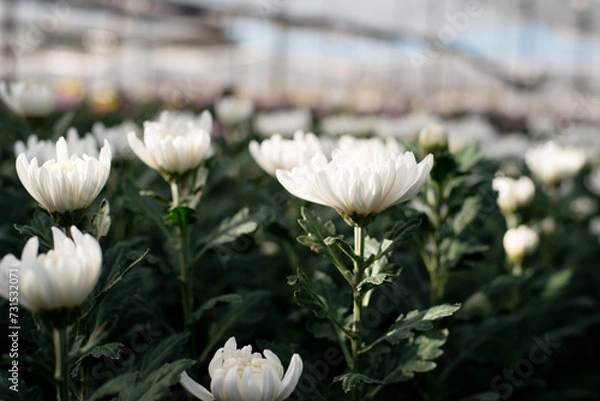Obraz Beautiful white chrysanthemum in the garden