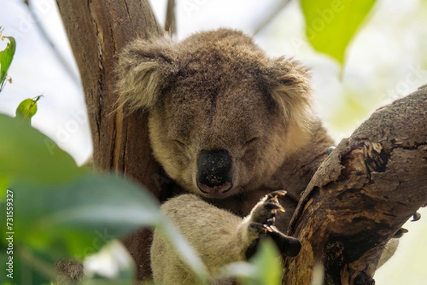 Obraz Wild koala sleeping on the tree