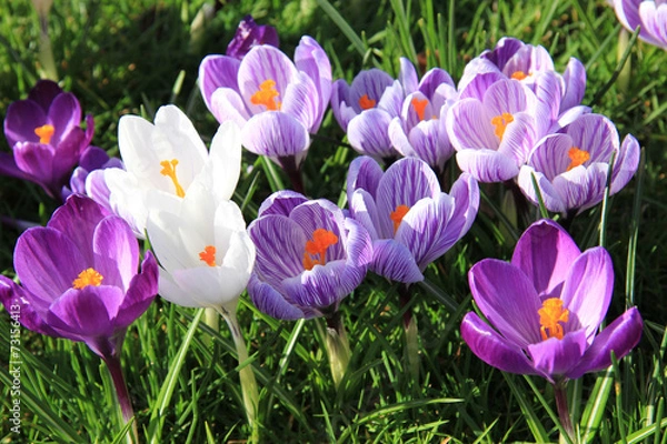 Fototapeta purple crocuses