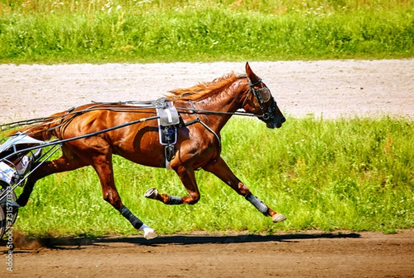 Fototapeta beautiful horse running along a hippodrome