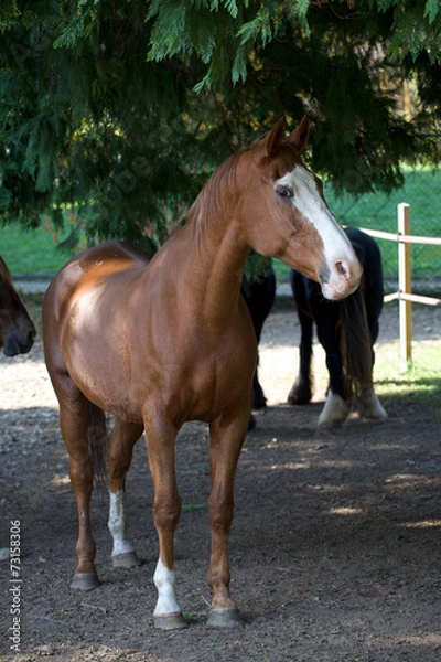 Obraz Cavallo al Paddock 91