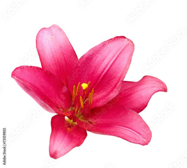 Fototapeta pink lily isolated on white background