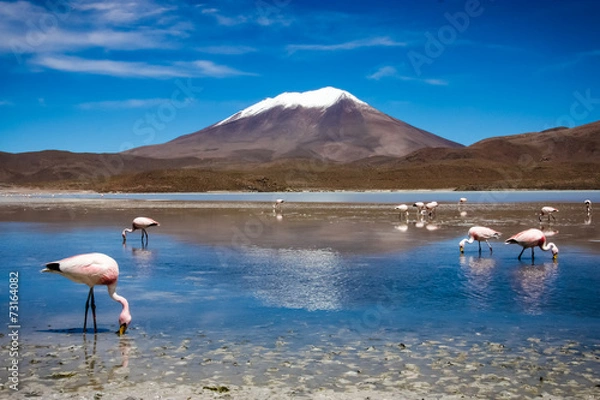 Obraz Flamingo In Bolivia