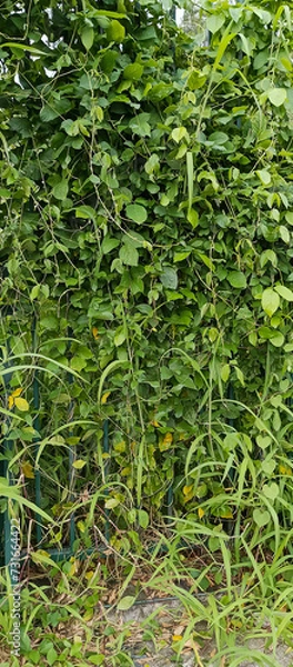 Obraz Grass vines on the wall
