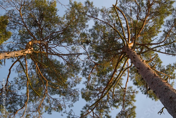 Obraz Two pine trees canopies in the setting sun.