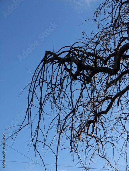 Obraz 青空の元で枯れた木