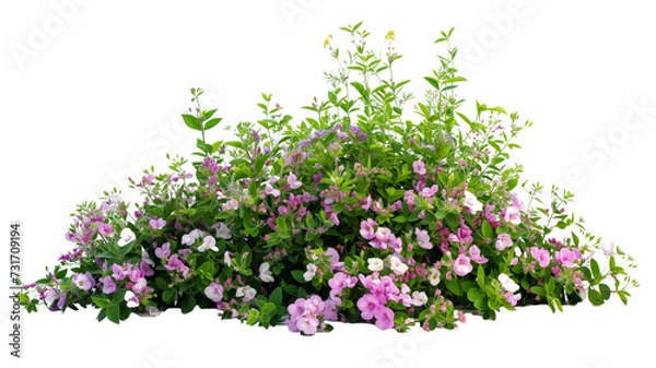 Obraz imagine bush of flowers isolated on transparent background