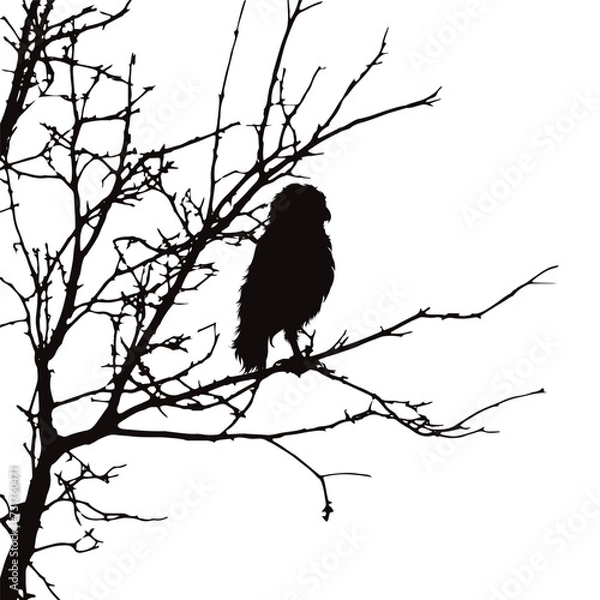 Fototapeta Silhouette of an owl sitting on a branch on a white background. Symbol of wild animal and nature.