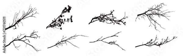 Obraz Set of silhouettes of branches on a white background. Symbol of nature and plants.