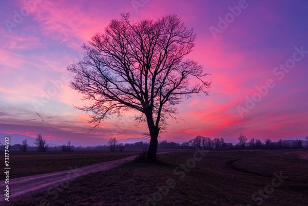 Obraz A majestic leafless tree near a path by the old river way in glorious pinky sunset
