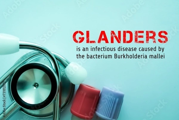 Fototapeta Glanders, an infectious disease caused by the bacterium Burkholderia mallei.