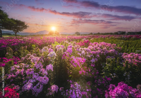 Obraz Beautiful flower garden at sunset Near Cheomseongdae in Gyeongju, Gyeongsangbuk-do, Republic of Korea.