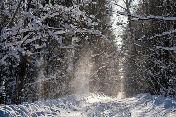 Fototapeta winter snow road in forest with falling snow from trees branches in sun light